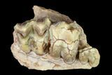 Oreodont (Merycoidodon) Jaw Section - South Dakota #146168-2